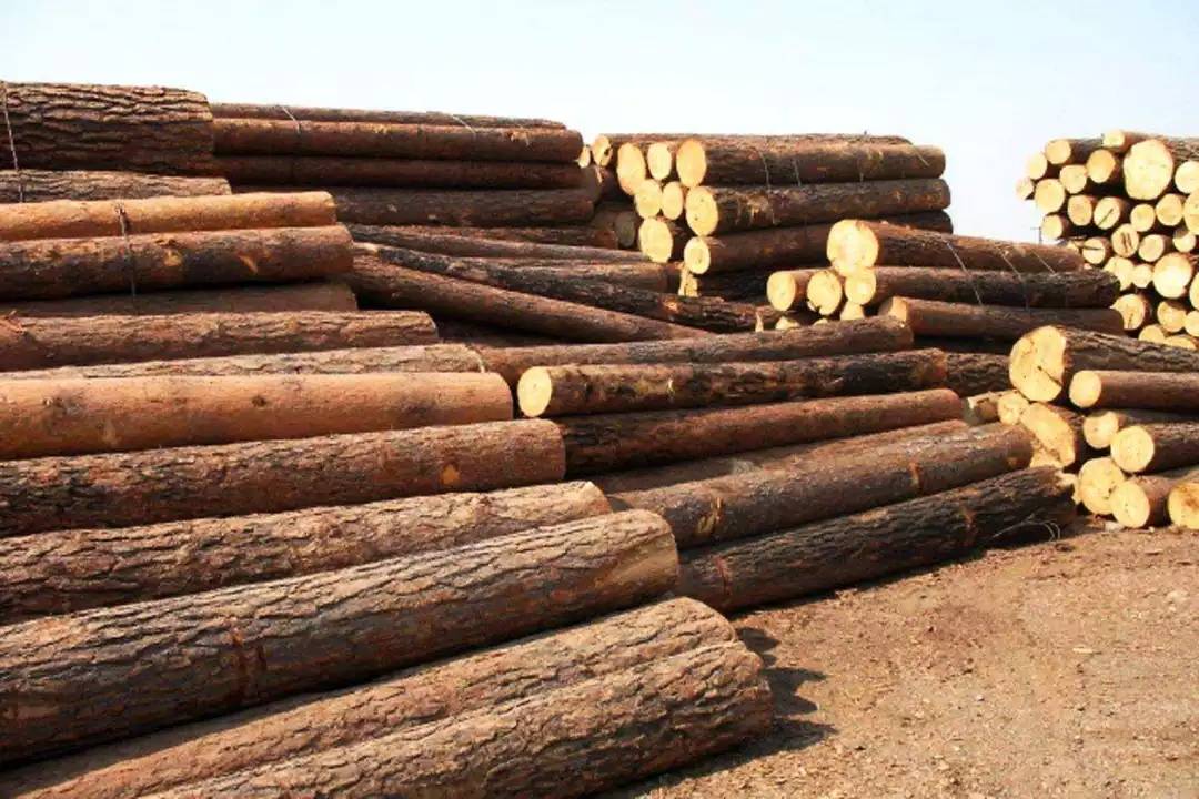Sågade trävaror i Ryssland från januari till maj 2023 är 11,5 miljoner kubikmeter (1)
